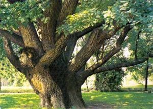 «Мы задыхаемся в наших городах, потому что воздух загрязнен и не хватает кислорода.