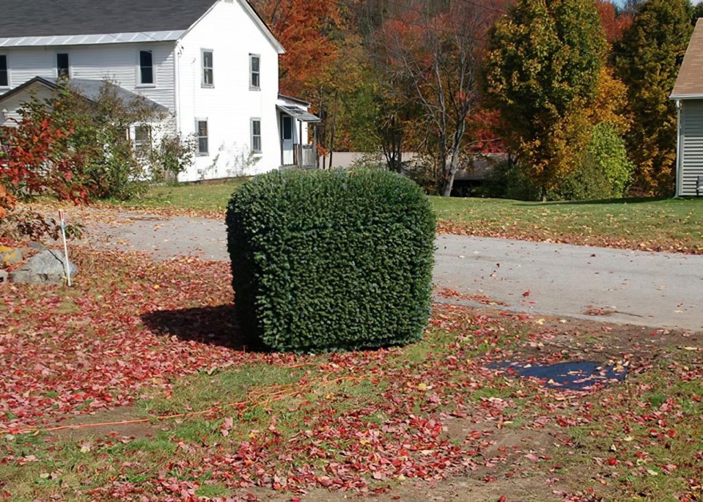 Terrestrial Shrub Rover by Justin Shull