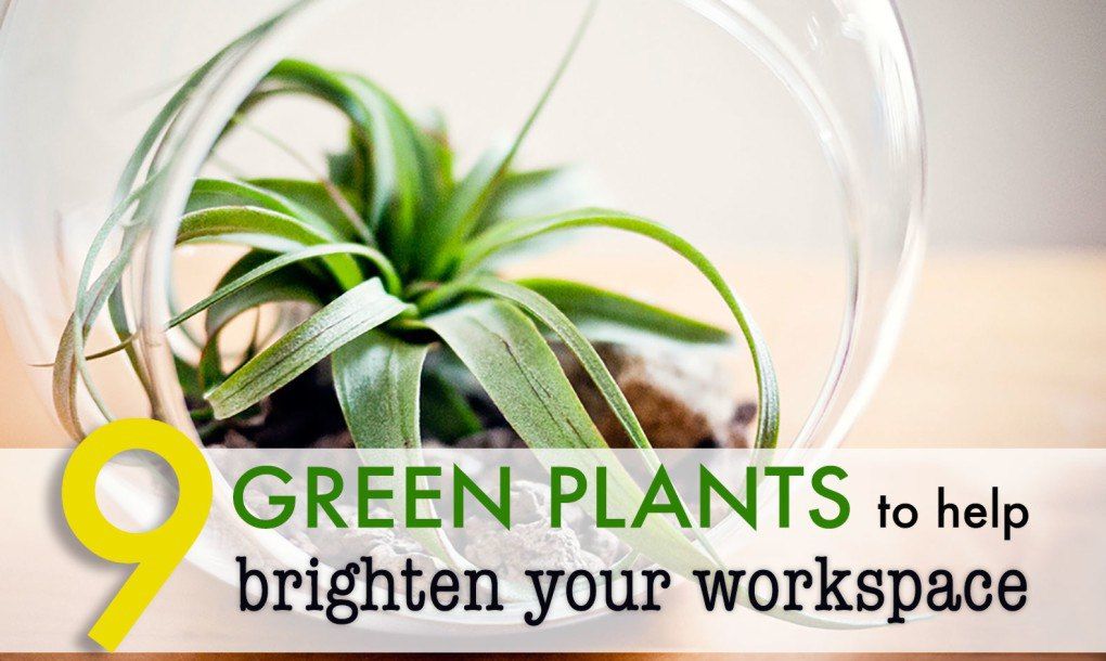 9 low-maintenance plants for the office