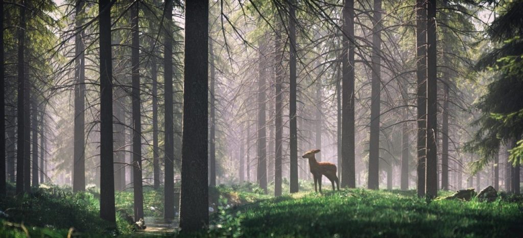 A Quiet Hotel Resort in the Forest