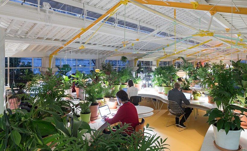 D25DYlB Hgk 818x500 - selgascano fills second home lisbon creative incubator with 1,000 plants