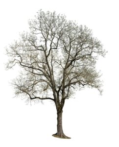 Сборник весенних PNG деревьев.