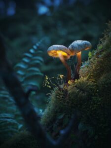 Mosscore: Petit Ermitage