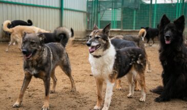 🐾 Новый приют для животных появится в районе Савелки