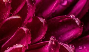 Пурпурно-малиновый — это сочный, чувственный тон на стыке красного и пурпурного, который выражает страсть и любовь во всех её проявлениях.