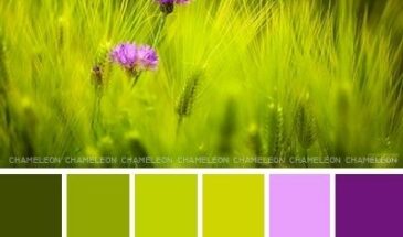Цвета хамелеона | Палитра цветов.