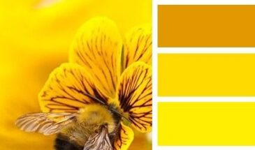 Цвета хамелеона | Палитра цветов.