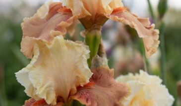 Персиково-коралловая гамма и средний лиственно-зелёный — это сбалансированная композиция: тёплая, манящая, с редкими оранжевыми оттенками, которые удивляют тонкостью и изяществом.