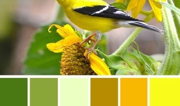 Цвета хамелеона | Палитра цветов.