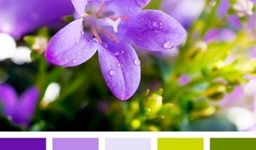 Цвета хамелеона | Палитра цветов.