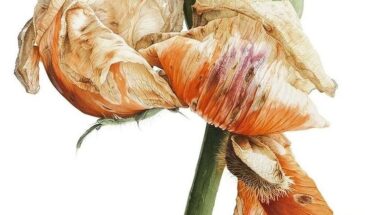 Приглушенные золотисто-жёлтые оттенки и тёплая розовая гамма — это мягкая и сладкая палитра, которая выглядит ещё более выразительно в увядающей цветочной гамме, дополняя странные формы.