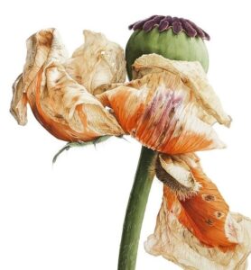 Приглушенные золотисто-жёлтые оттенки и тёплая розовая гамма — это мягкая и сладкая палитра, которая выглядит ещё более выразительно в увядающей цветочной гамме, дополняя странные формы. Продолжить палитру можно кремовым, зелёным и оранжевым. Приглушенные золотисто-жёлтые оттенки и тёплая розовая гамма — это мягкая и сладкая палитра, которая выглядит ещё более выразительно в увядающей цветочной гамме, дополняя странные формы. Продолжить палитру можно кремовым, зелёным и оранжевым.