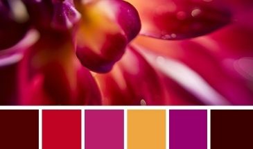 Цвета хамелеона | Палитра цветов.