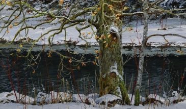 «Зима» (Sulina Winter)