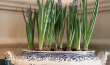 Старые супницы, соусники, террины — прекрасная основа для весенней композиции из луковичных. Даже если ваша посуда с трещинками или сколами, это не помешает использовать ее в качестве кашпо.