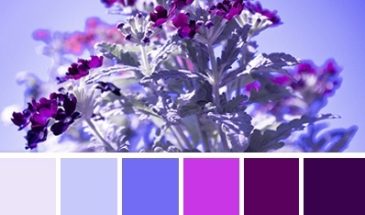 Цвета хамелеона | Палитра цветов.