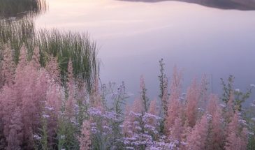 Цвета хамелеона | Палитра цветов.
