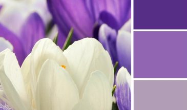 Цвета хамелеона | Палитра цветов.