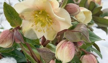 Приглушенные розовые, бордовые и зеленые тона  это мягкая и в то же время выразительная палитра, построенная на дополнительном контрасте. Дополнить ее можно белым, бледно-желтым, бежевым.