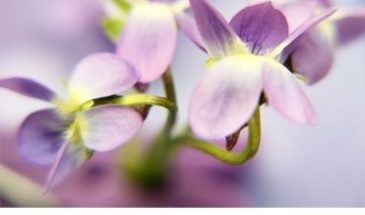 Цвета хамелеона | Палитра цветов.