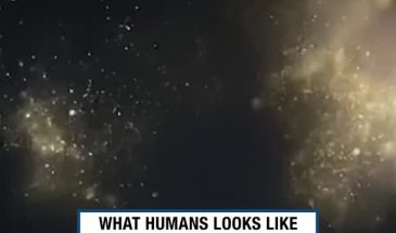 Как пчелы видят людей