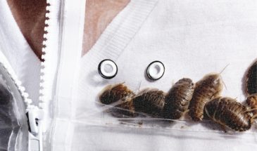 В Нью-Йорке выпустили пуховик с живыми тараканами