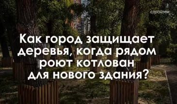 С заботой о корнях: как в Москве защищают деревья